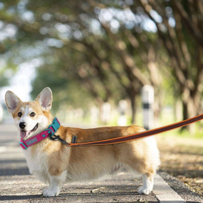 Orange Dog Leash Latex Silk Easy and Convenient Training Big Dual Color TRENDYPET'S ZONE