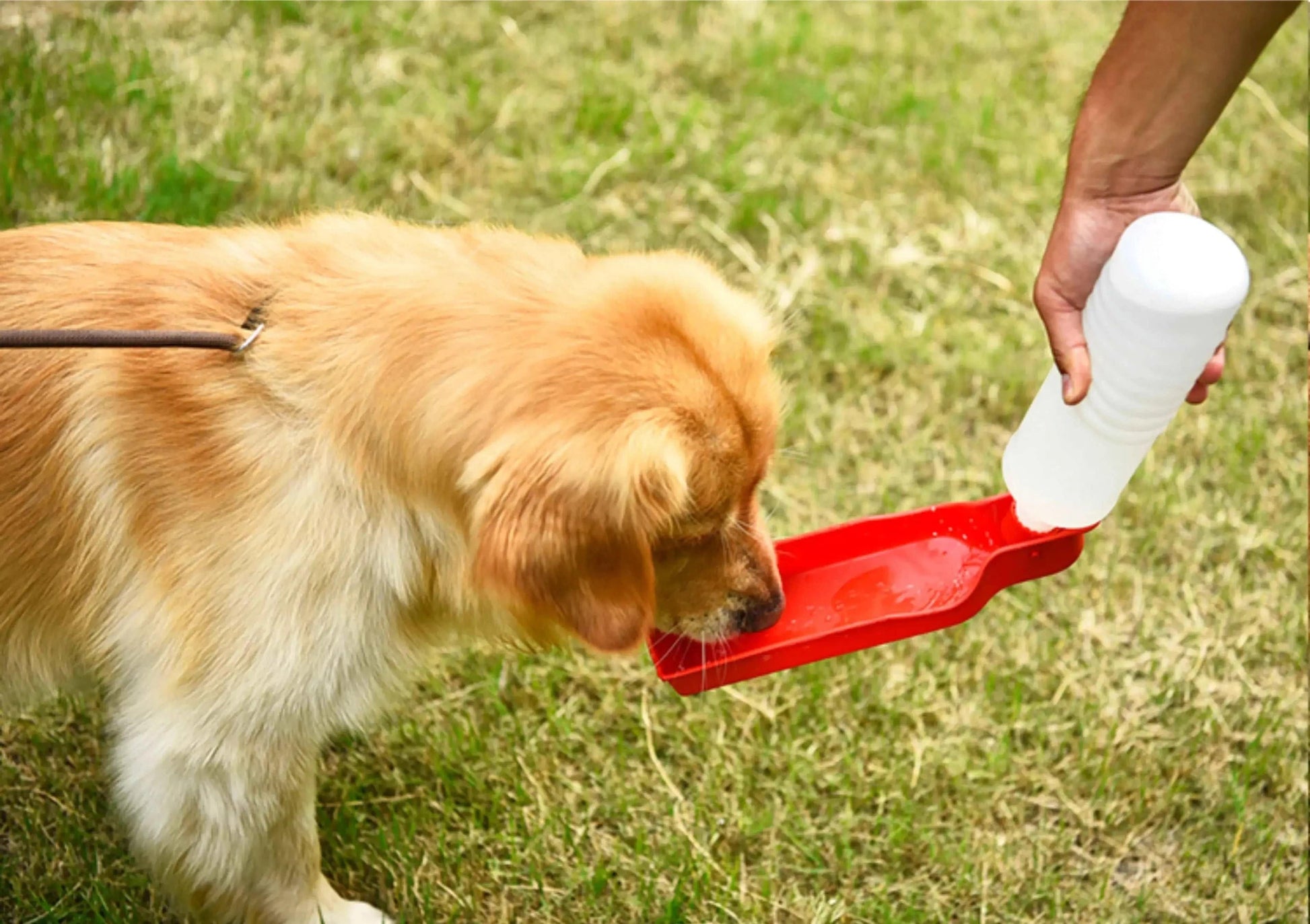 Red Portable Pet Travel Water Bowl Bottle Feeder Drinking Fountain TRENDYPET'S ZONE